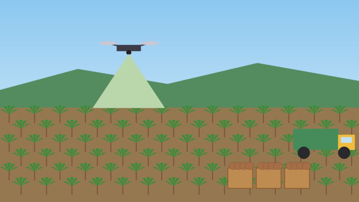 Illustration of rows of leafy cassava plants on Bukidnon farmland with harvested tubers in crates, a hauling truck and a survey drone overhead